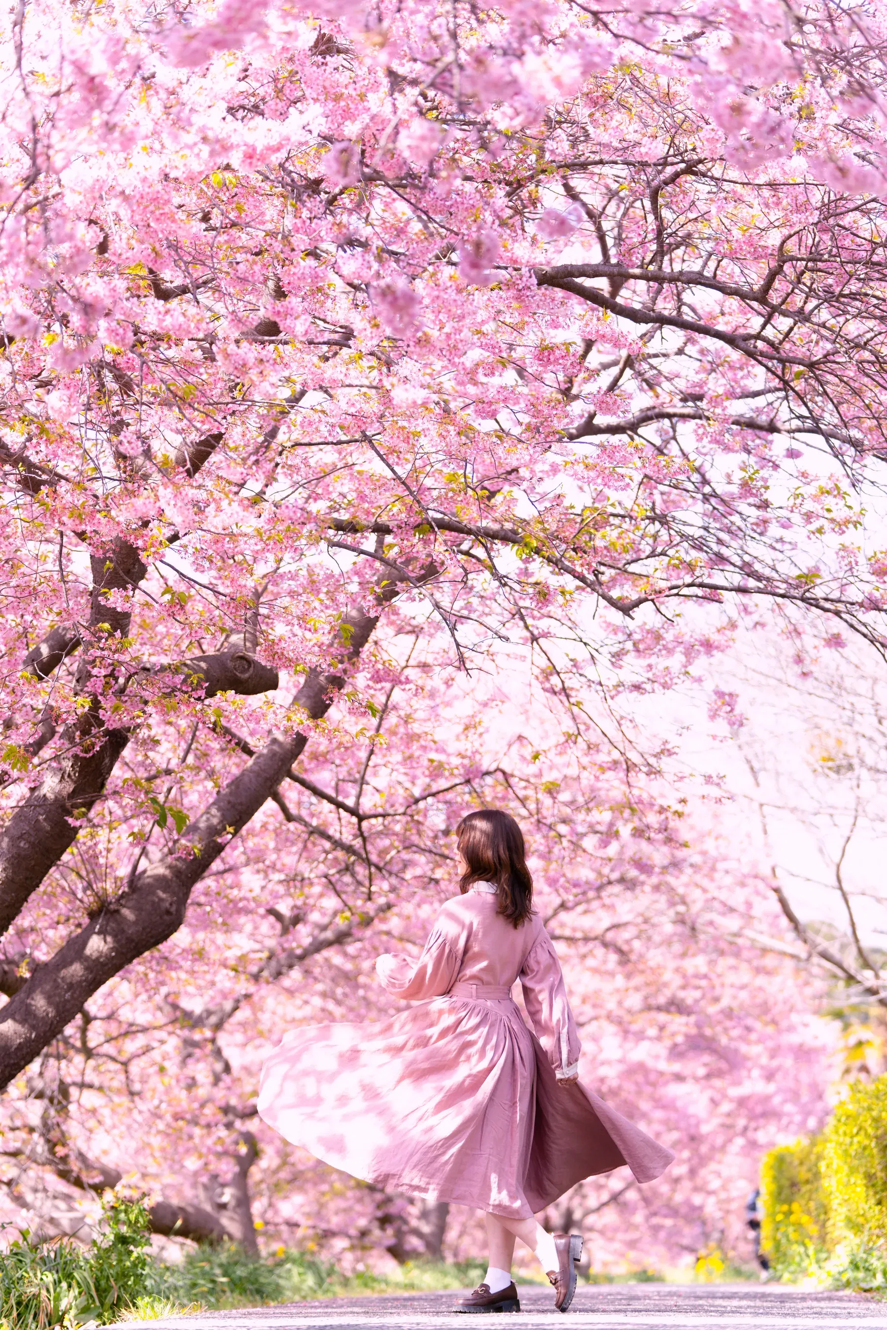 満開の河津桜の下を歩く女性